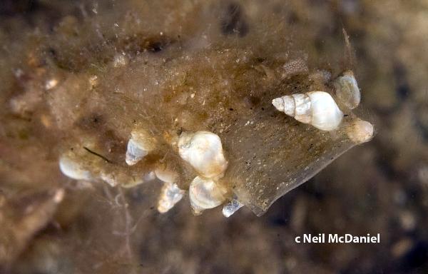 Photo of Eudistylia catharinae by <a href="http://www.seastarsofthepacificnorthwest.info/">Neil McDaniel</a>
